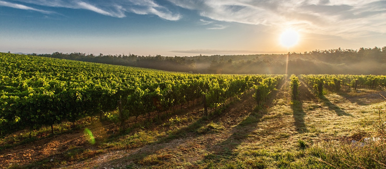 Arial photo of vineyard