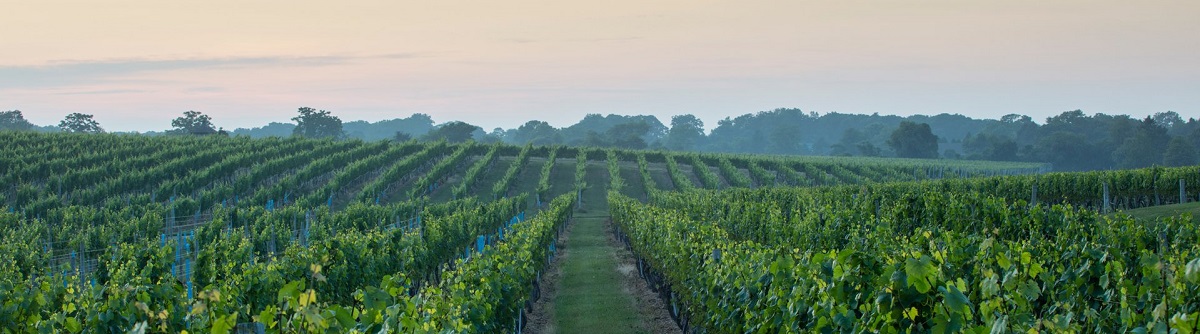 Photo of sunset over a vineyard